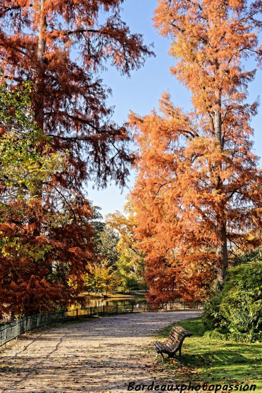 Les cyprès chauves à la couleur caractéristique.